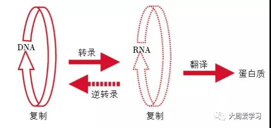 2020年新型冠状病毒生物知识点汇总